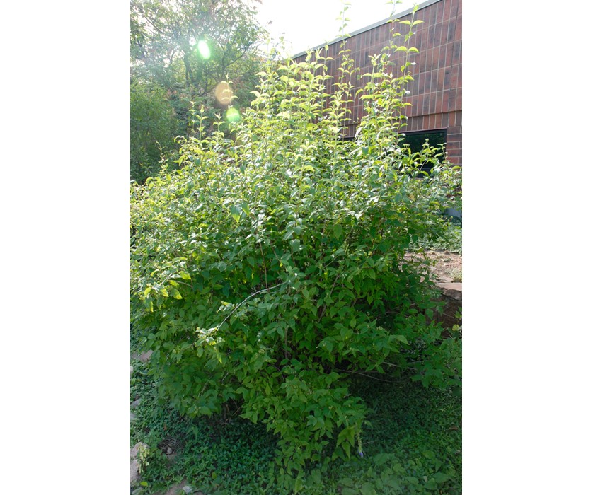 Cheyenne Mock Orange